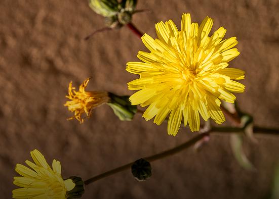 Farfarae Flos