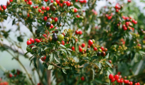 Mengapa Goji Berry Dijuluki Superfood? Ini Alasannya